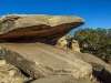 Arizona Strip Clam Shell